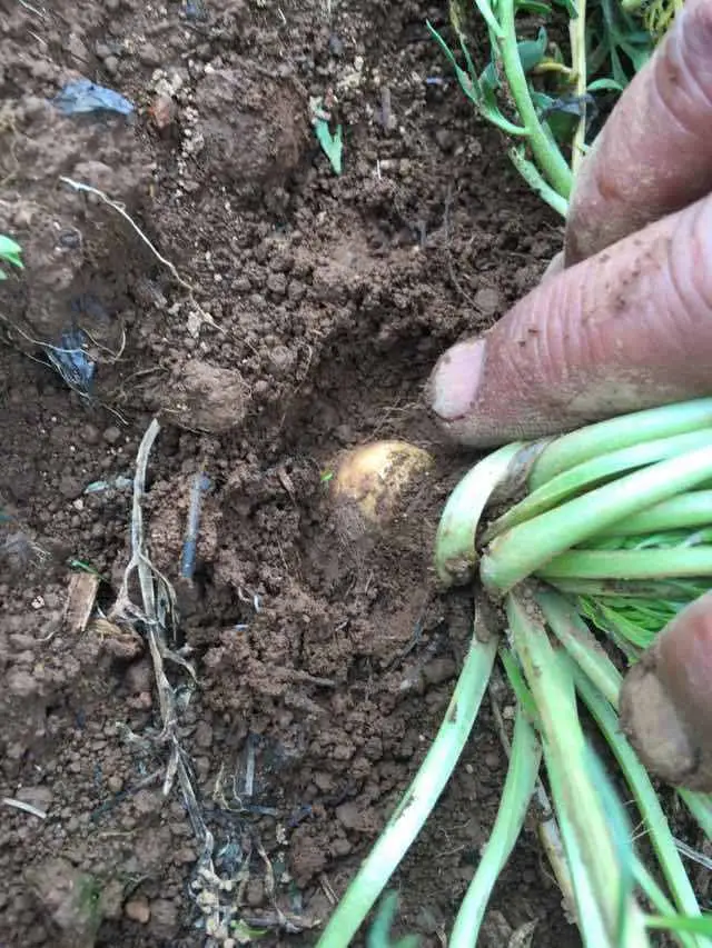 Lepidium meyenii / Lepidium peruvianum - Maca, Macoa, Peruvian Maca, Andes Ginseng, Incas Travel, Peruvian Ginseng, Maca-Maca, Maino, Ayak Chichira, Ayak Willku