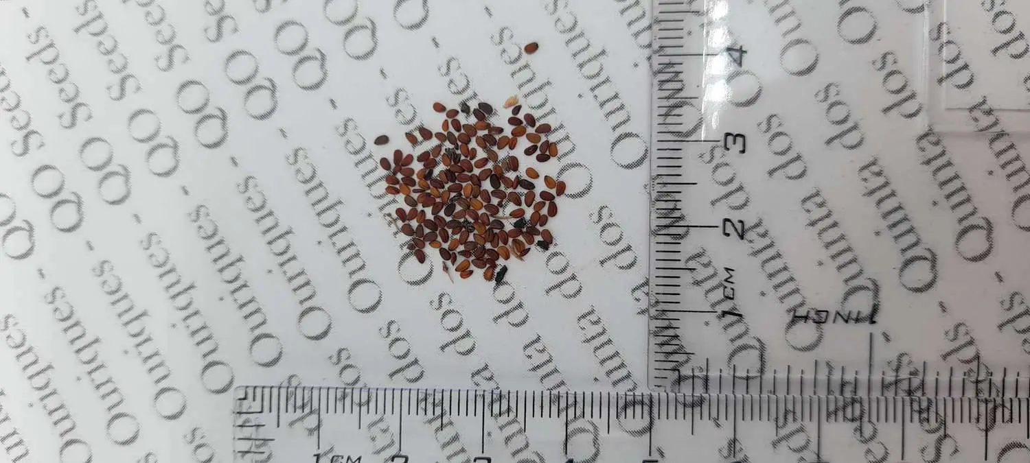Lepidium meyenii / Lepidium peruvianum - Maca, Macoa, Peruvian Maca, Andes Ginseng, Incas Travel, Peruvian Ginseng, Maca-Maca, Maino, Ayak Chichira, Ayak Willku - Image 10