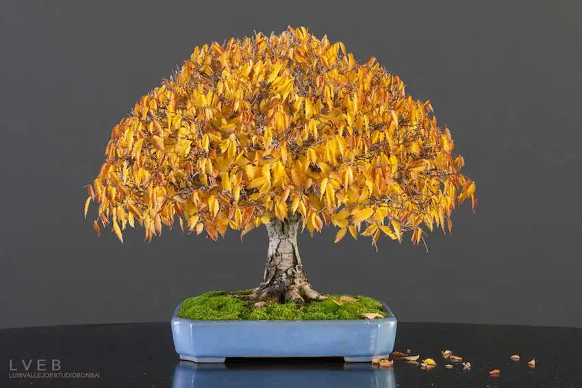 Liquidambar styraciflua — American Sweetgum | Liquid Amber Resin Medicine Tree