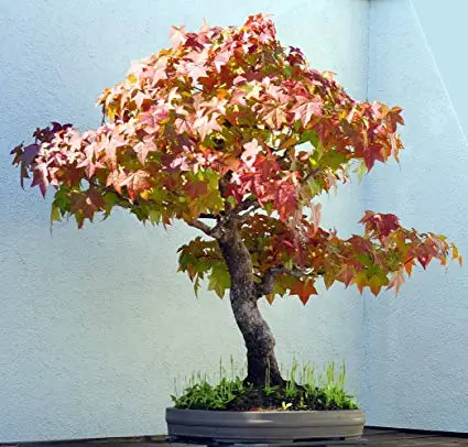 Liquidambar styraciflua — American Sweetgum | Liquid Amber Resin Medicine Tree - Image 2