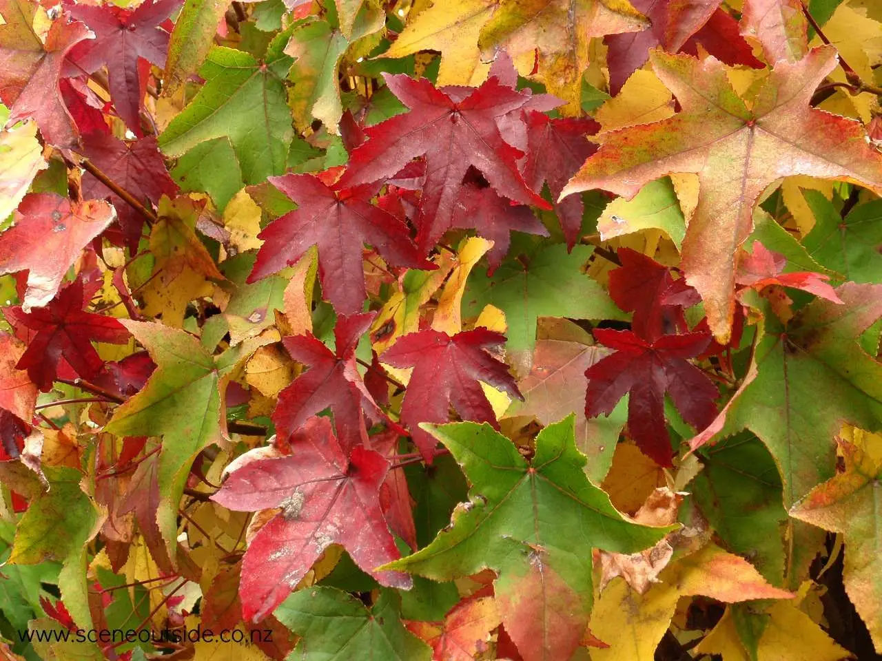 Liquidambar styraciflua — American Sweetgum | Liquid Amber Resin Medicine Tree - Image 3