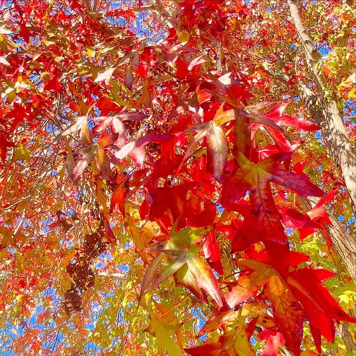Liquidambar styraciflua — American Sweetgum | Liquid Amber Resin Medicine Tree - Image 8