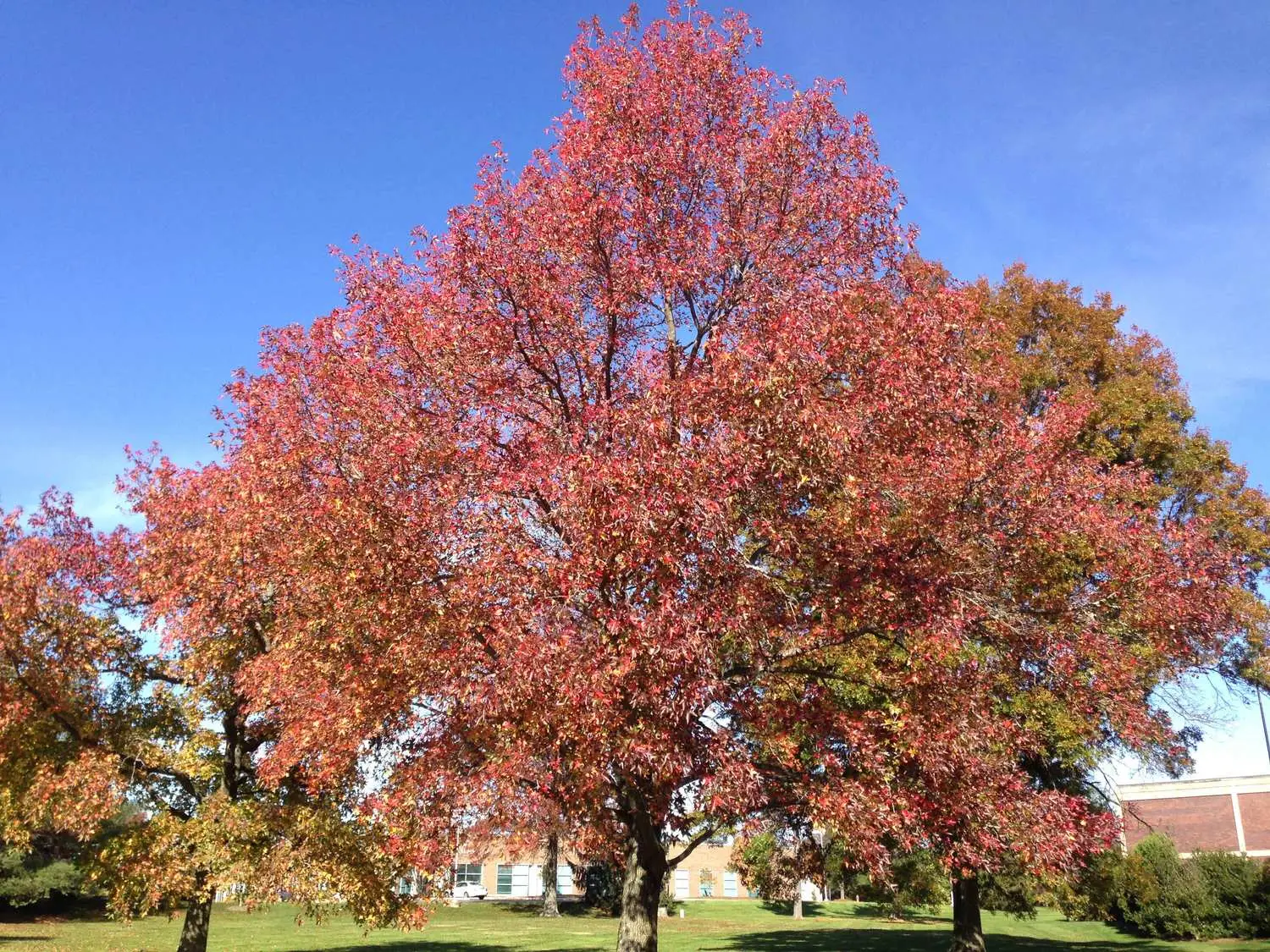 Liquidambar styraciflua — American Sweetgum | Liquid Amber Resin Medicine Tree - Image 12