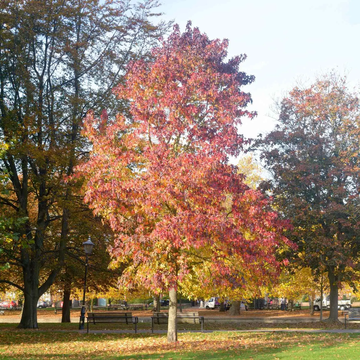 Liquidambar styraciflua — American Sweetgum | Liquid Amber Resin Medicine Tree - Image 13