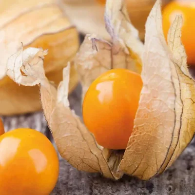 Physalis peruviana 'Colombia Select' — Inca Berry | Golden Fruit Wrapped in Silk
