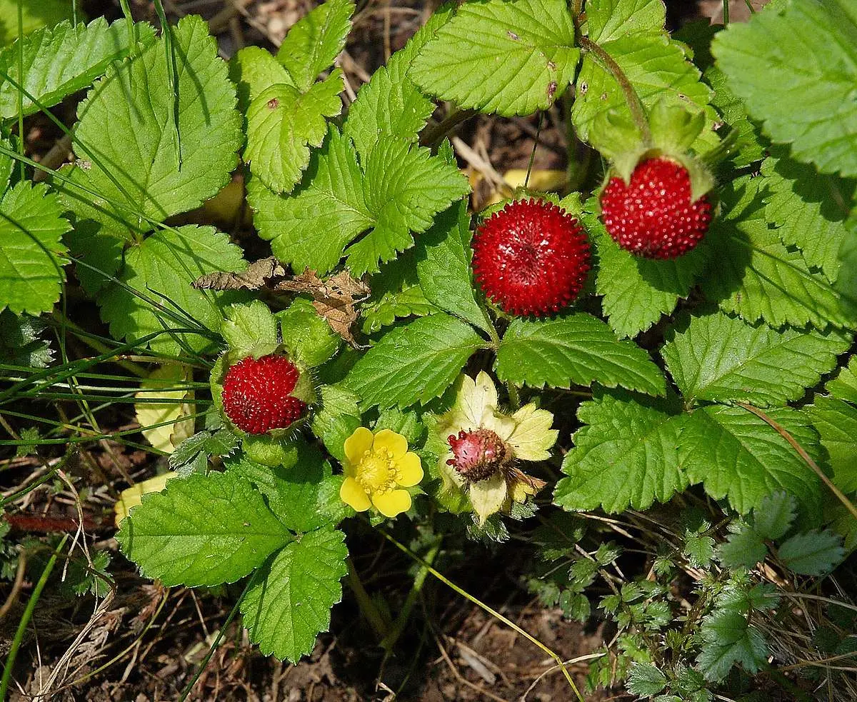 Potentilla indica — Mock Strawberry | Medicinal Herb & Edible Fruit in One Stunning Plant - Image 3