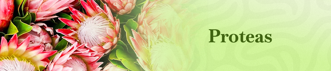 quinta-dos-ouriques-seeds-proteas-v2