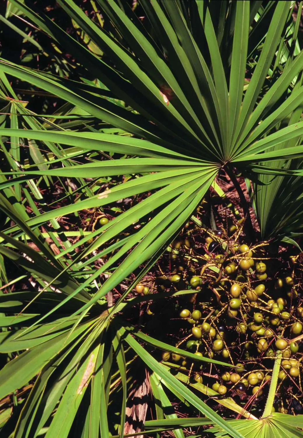 Serenoa repens — Saw Palmetto | Medicinal Berries for Vitality & Hair - Image 4