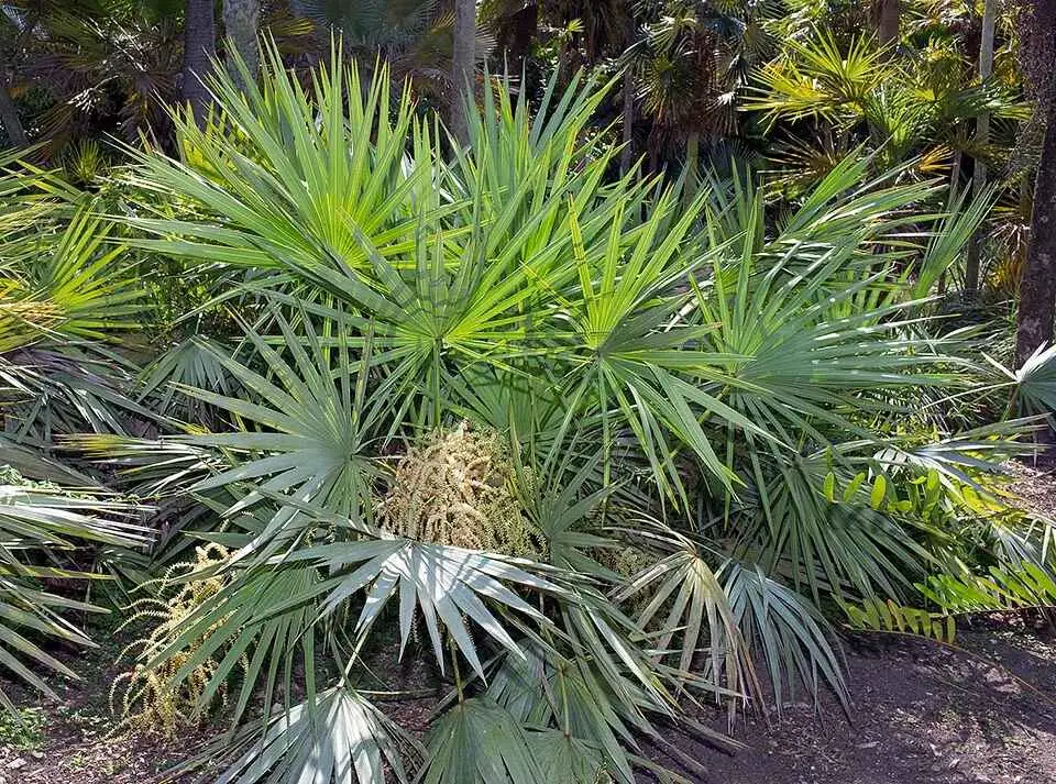 Serenoa repens — Saw Palmetto | Medicinal Berries for Vitality & Hair - Image 6