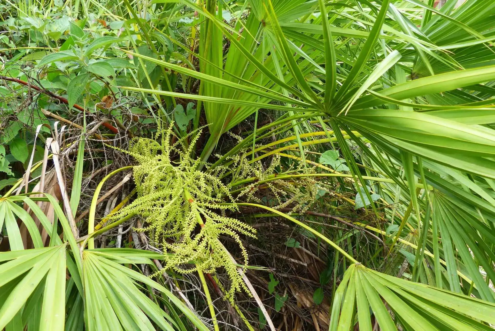 Serenoa repens — Saw Palmetto | Medicinal Berries for Vitality & Hair - Image 7