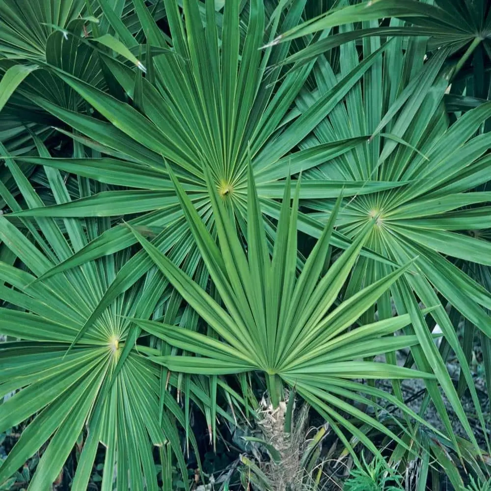 Serenoa repens — Saw Palmetto | Medicinal Berries for Vitality & Hair - Image 8