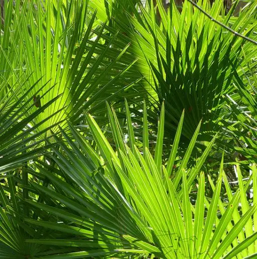 Serenoa repens — Saw Palmetto | Medicinal Berries for Vitality & Hair