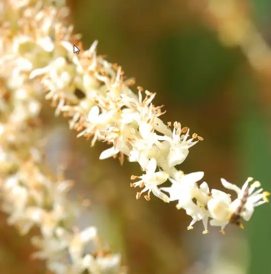 Serenoa repens — Saw Palmetto | Medicinal Berries for Vitality & Hair - Image 10