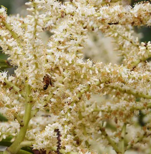 Serenoa repens — Saw Palmetto | Medicinal Berries for Vitality & Hair - Image 11