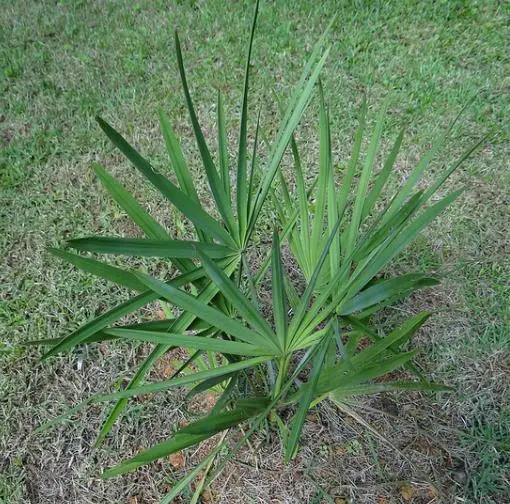 Serenoa repens — Saw Palmetto | Medicinal Berries for Vitality & Hair - Image 13