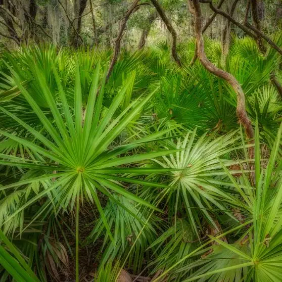 Serenoa repens — Saw Palmetto | Medicinal Berries for Vitality & Hair - Image 14