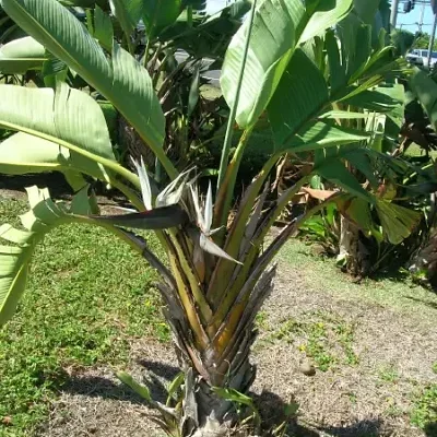 Strelitzia nicolai — Giant White Bird of Paradise | Purify & Dramatize Your Space