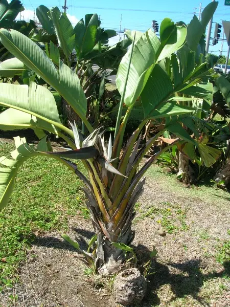 Strelitzia nicolai — Giant White Bird of Paradise | Purify & Dramatize Your Space