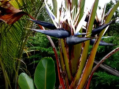Strelitzia nicolai — Giant White Bird of Paradise | Purify & Dramatize Your Space - Image 2
