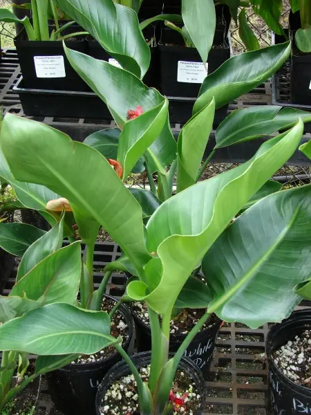 Strelitzia nicolai — Giant White Bird of Paradise | Purify & Dramatize Your Space - Image 4