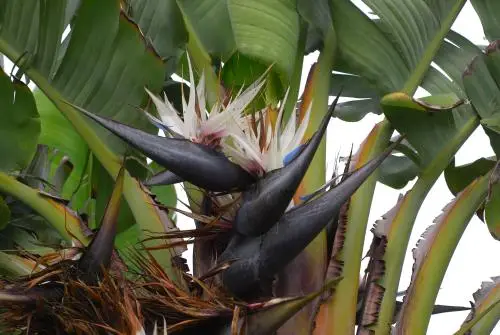 Strelitzia nicolai — Giant White Bird of Paradise | Purify & Dramatize Your Space - Image 5