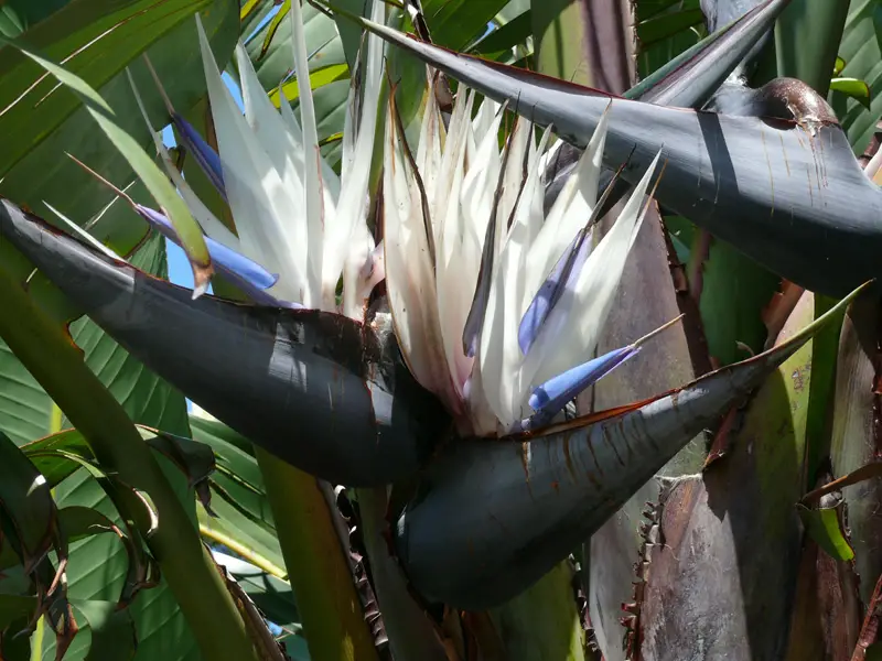 Strelitzia nicolai — Giant White Bird of Paradise | Purify & Dramatize Your Space - Image 7
