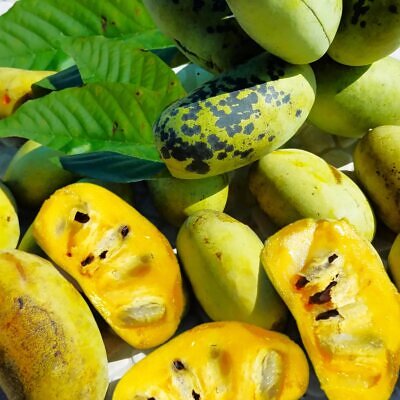Asimina triloba — American Pawpaw | Grow America's Lost Tropical Fruit - Stratified seeds, easy germination