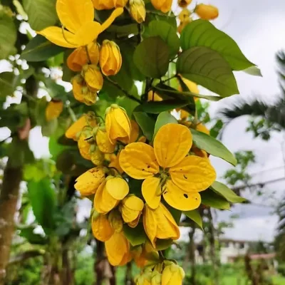 Cassia spectabilis - American cassia, popcorn tree, Cassia excelsa