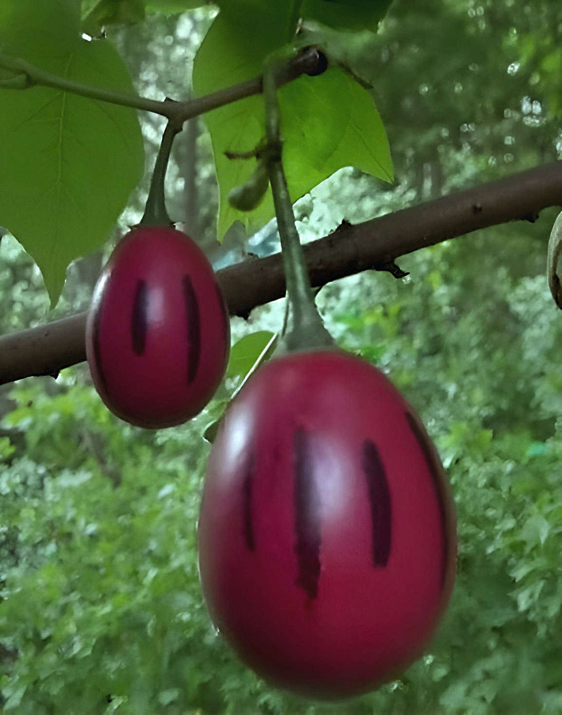 Cyphomandra betacea 'Rojo Grande de Carmelo' — Red Tree Tomato | Premium Tangy Fruit from the Andes