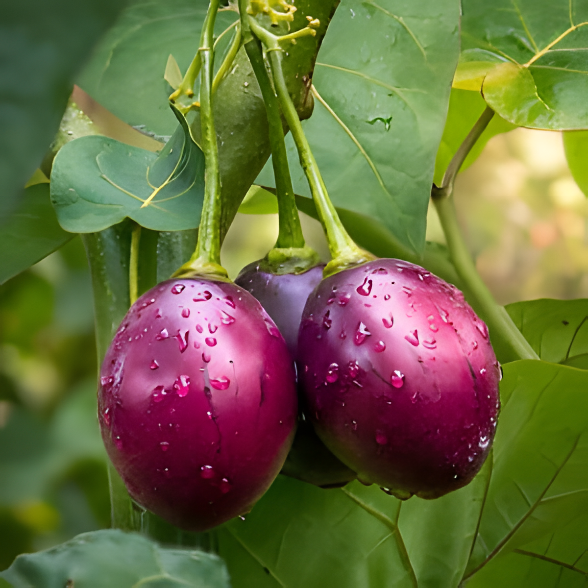 Cyphomandra betacea 'Rojo Grande de Carmelo' — Red Tree Tomato | Premium Tangy Fruit from the Andes - Image 2