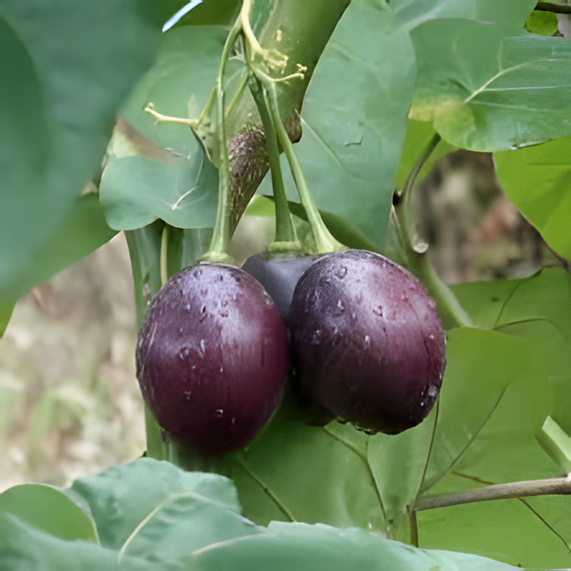 Cyphomandra betacea 'Rojo Grande de Carmelo' — Red Tree Tomato | Premium Tangy Fruit from the Andes - Image 3