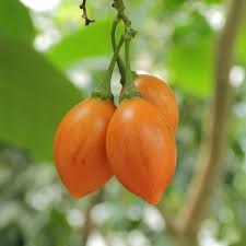 Cyphomandra betacea 'Yellow Fruit' — Golden Tamarillo | Sweet jungle gold in your kitchen