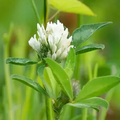 Trifolium alexandrinum - Berseem Clover, Egyptian Clover, Alexandrian Clover