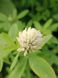 Trifolium alexandrinum - Berseem Clover, Egyptian Clover, Alexandrian Clover - Image 2