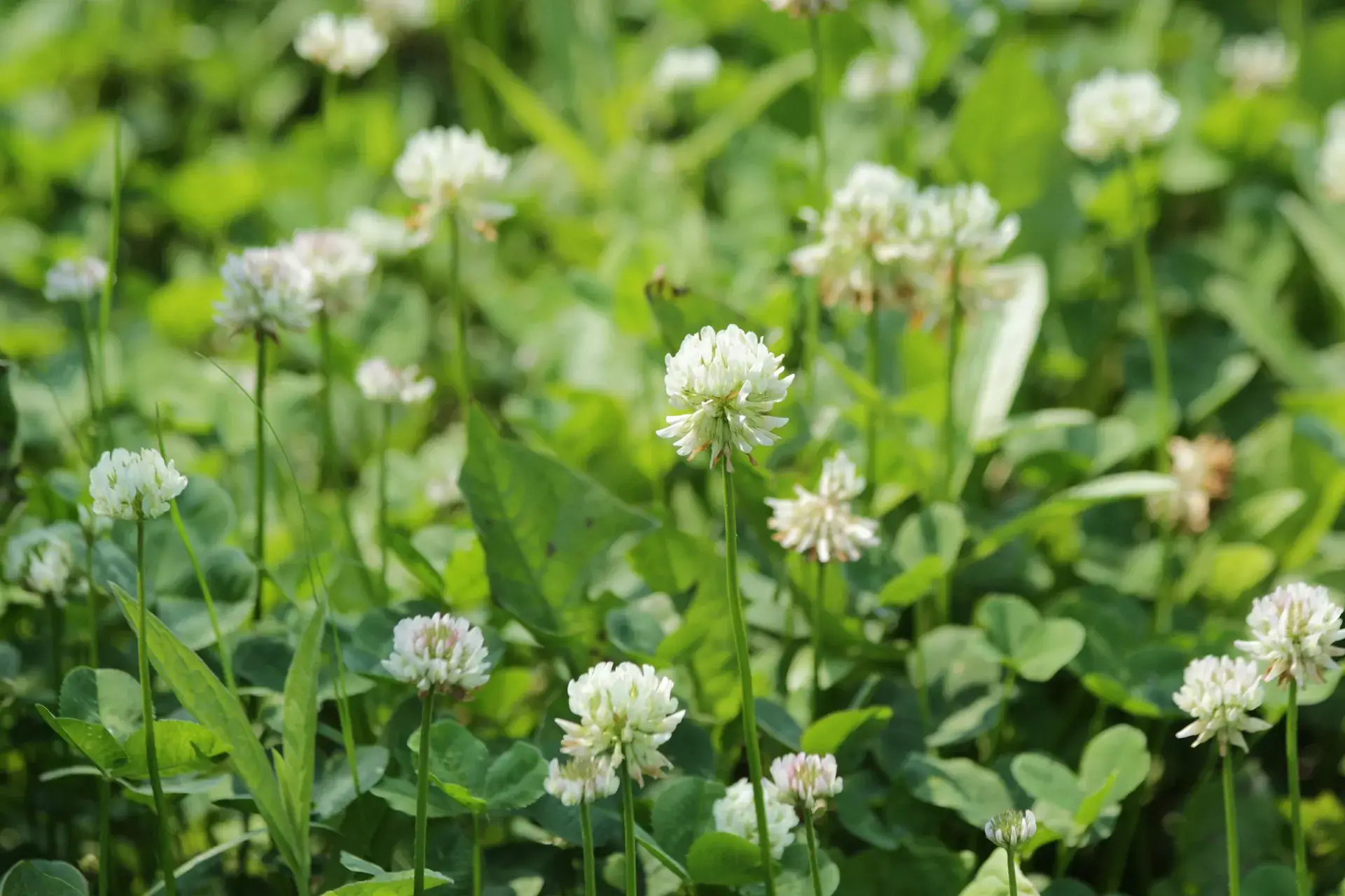 Trifolium alexandrinum - Berseem Clover, Egyptian Clover, Alexandrian Clover - Image 3