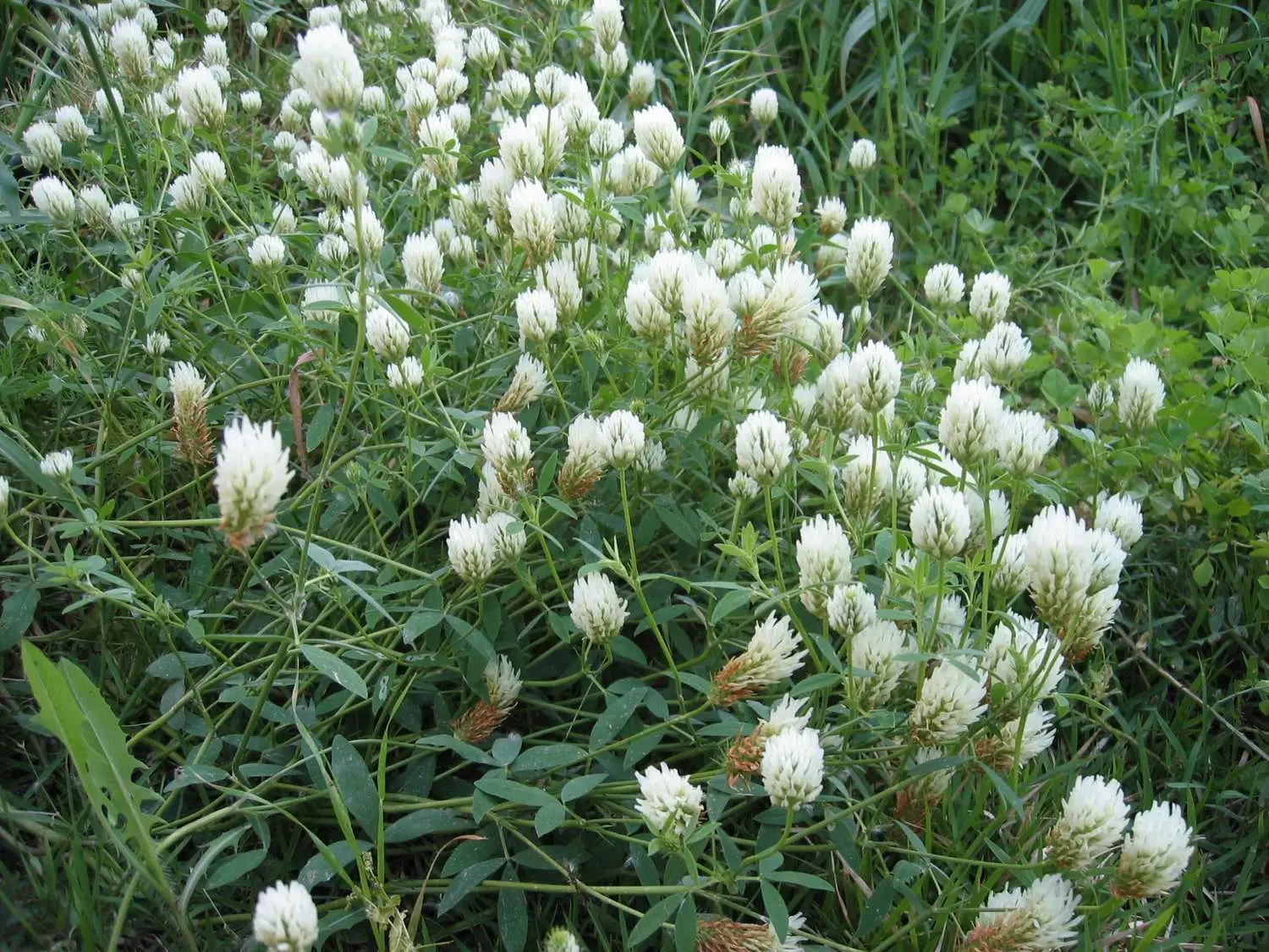 Trifolium alexandrinum - Berseem Clover, Egyptian Clover, Alexandrian Clover - Image 4