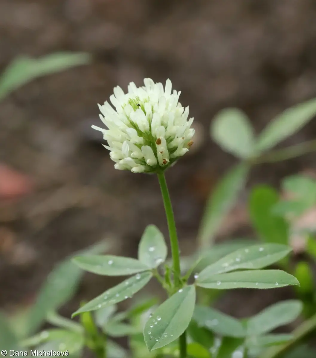 Trifolium alexandrinum - Berseem Clover, Egyptian Clover, Alexandrian Clover - Image 5