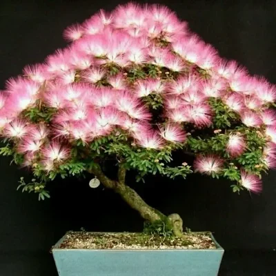 Albizia julibrissin var. rosea — Pink Silk Tree | The Bonsai Master's Secret