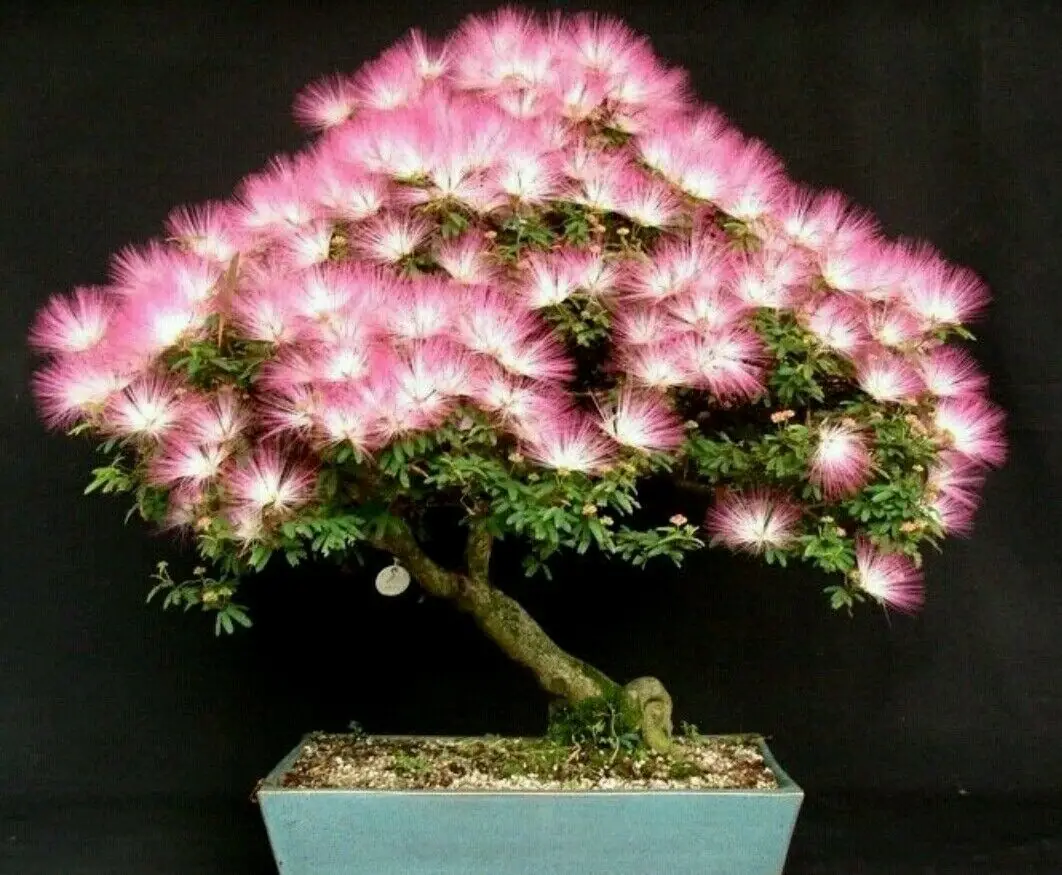 Albizia julibrissin var. rosea — Pink Silk Tree | The Bonsai Master's Secret