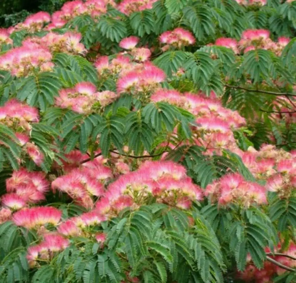 Albizia julibrissin var. rosea — Pink Silk Tree | The Bonsai Master's Secret - Image 2