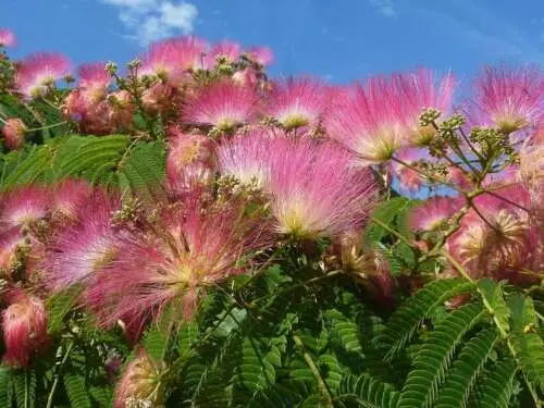 Albizia julibrissin var. rosea — Pink Silk Tree | The Bonsai Master's Secret - Image 3