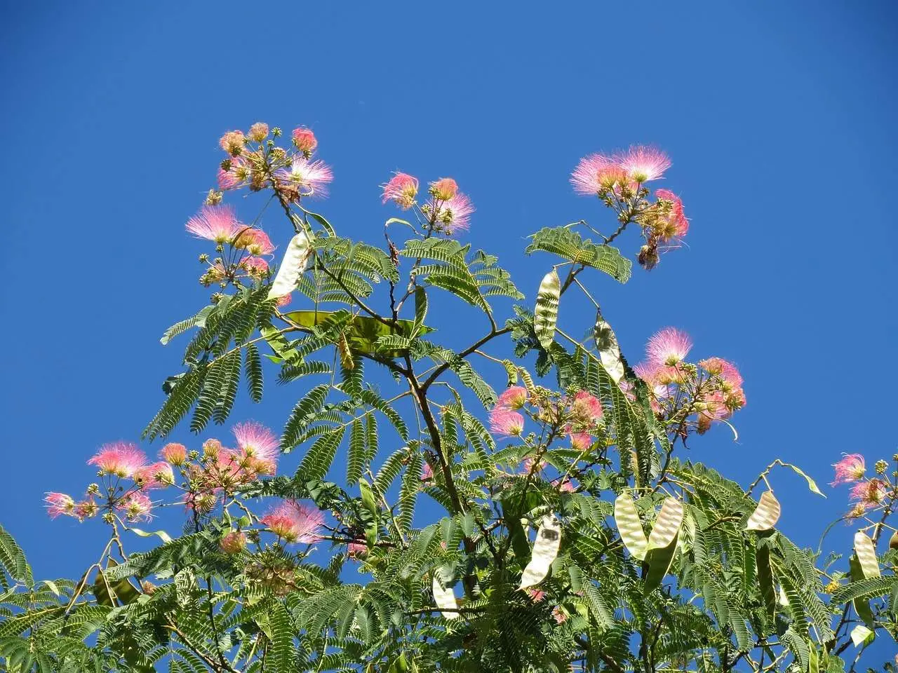 Albizia julibrissin var. rosea — Pink Silk Tree | The Bonsai Master's Secret - Image 14