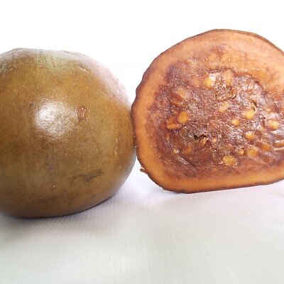 Alibertia patinoi — Borojó | The Legendary "Love Fruit" from the Chocó