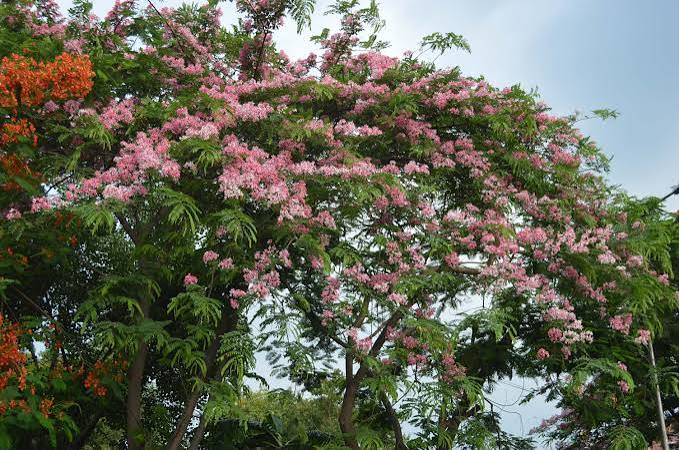 Cassia javanica subsp. agnes — Pink Shower Tree | Rosy Cascades of Pure Spring Magic - Image 8
