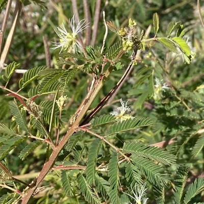 Desmanthus virgatus - Wild Tantan, Prostrate Bundleflower, Virgata Bundleflower, Slender Mimosa, Dwarf Koa, False Sensitive Plant, Wild Legume