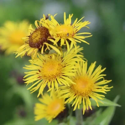 Inula racemosa - Pushkarmool, Himalayan Elecampane, Indian Elecampane, Costus Root, Sonnenspeer