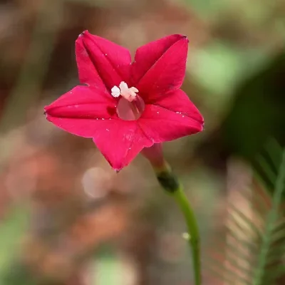 Ipomoea quamoclit 'Red' - Cypress Vine, Hummingbird Vine, Cardinal Vine