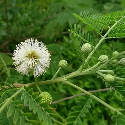 Leucaena leucocephala 'Subabul' - Subabul, Subabool, Jumbay, Pearl Wattle