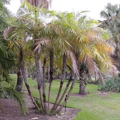 Phoenix paludosa - Mangrove Date Palm, Sea Dates, Wild Date Palm