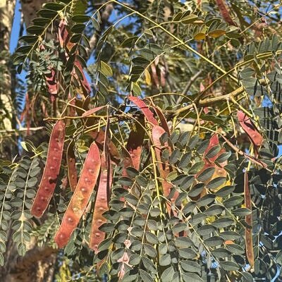 Albizia procera - White Siris, Tall Albizia, Forest Siris, Safed Siris